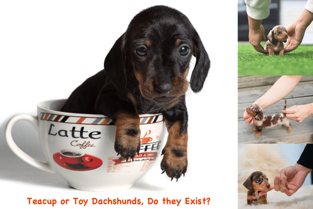 Teacup Dachshunds: Complete Guide On What It Is . . . And What It Isn’t