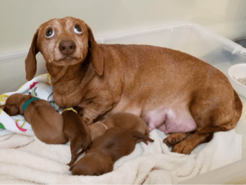 Tittle's Mini Dachshunds