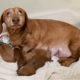 Tittle's Mini Dachshunds
