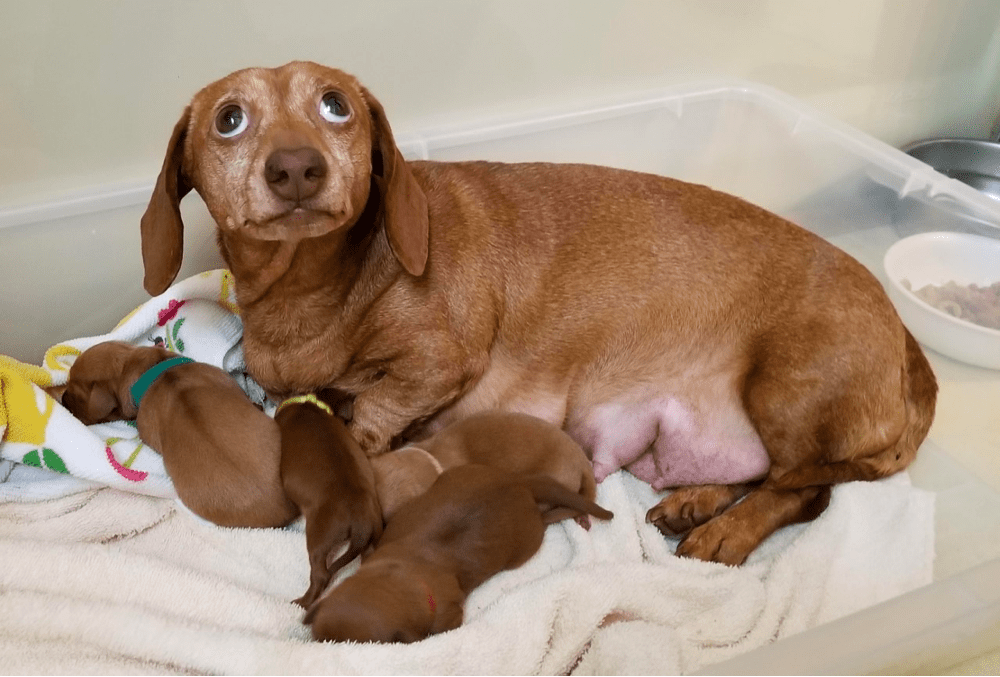 Tittle's Mini Dachshunds