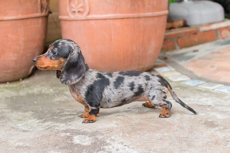 Toy Dachshunds