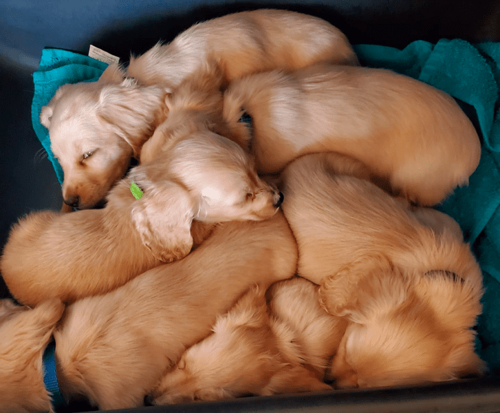 Triniti Miniature Long-haired Dachshunds