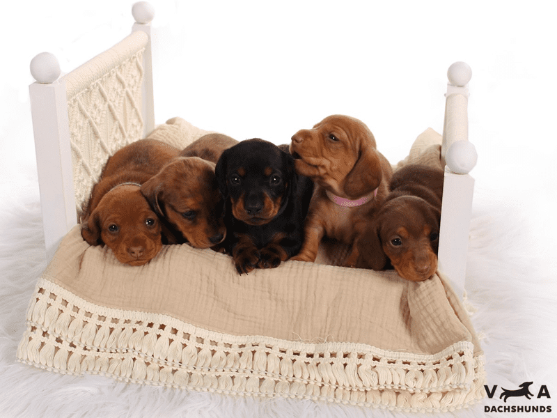 Virginia AKC Miniature Dachshunds