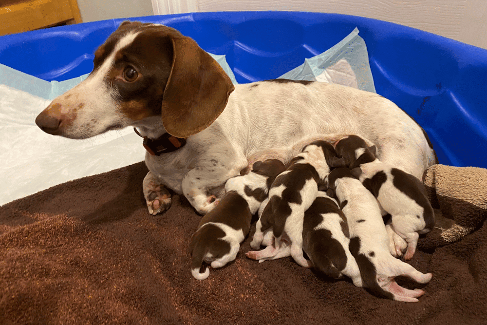 Chocolate and Tan Piebald Dachshund Puppies