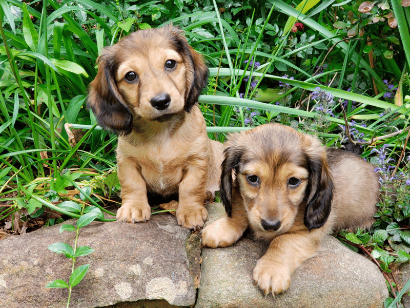 Wildwood Ridge Dachshund Breeder