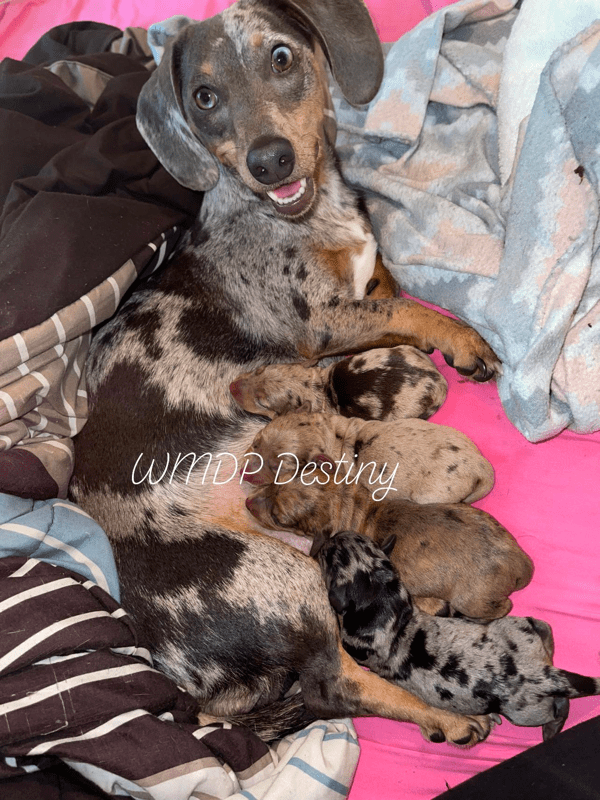 Williams Mini Doxies in South Carolina