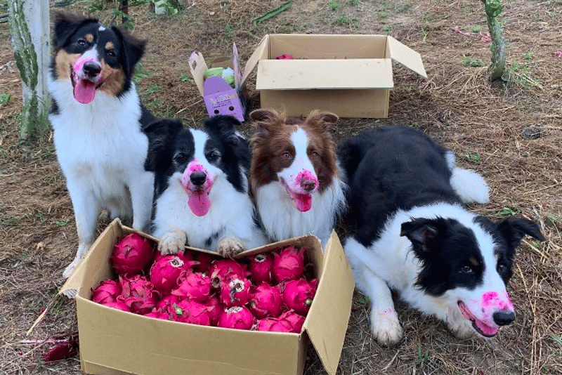 Can dogs eat dragon fruit?