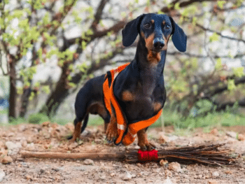 seizure in dachshund