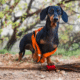seizure in dachshund