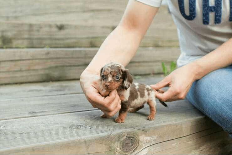 teacup long haired dachshund