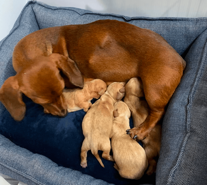 Adirondack Miniature Dachshunds