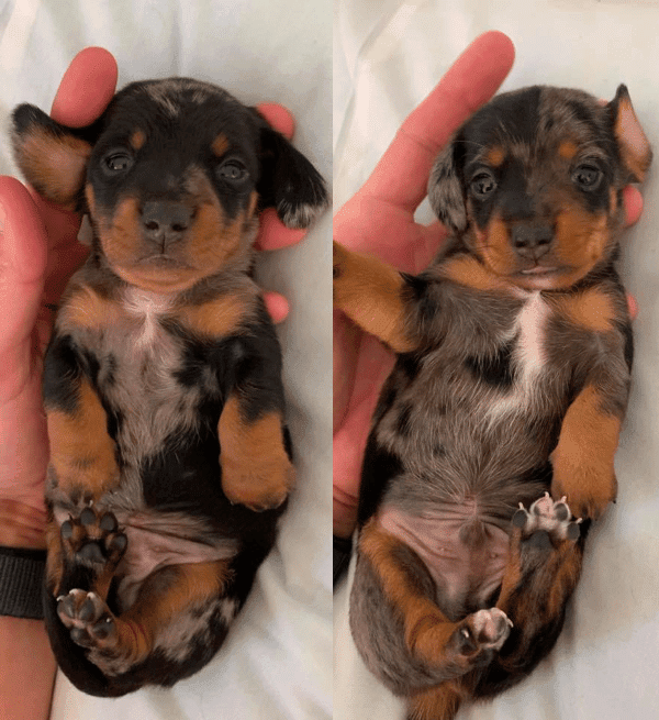Adorable Doxies Mini Dachshunds Of Oregon
