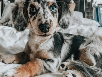 Aussie Doxie