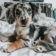 Aussie Doxie
