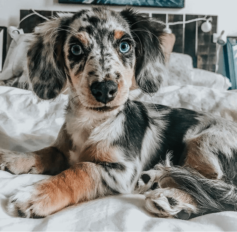 Aussie Doxie