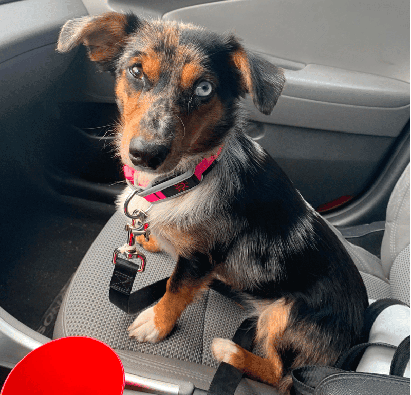 Australian Shepherd/Dachshund mix