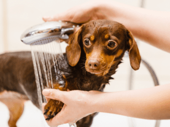 Best Puppy Shampoo