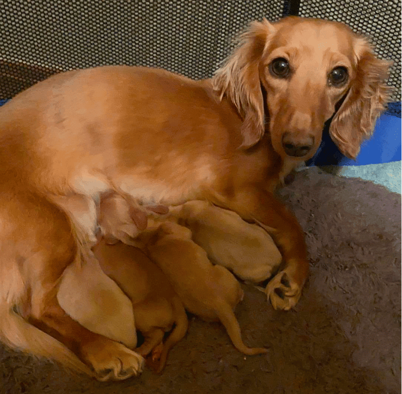 Bianka Dackels Dachshund Breeder in Colorado