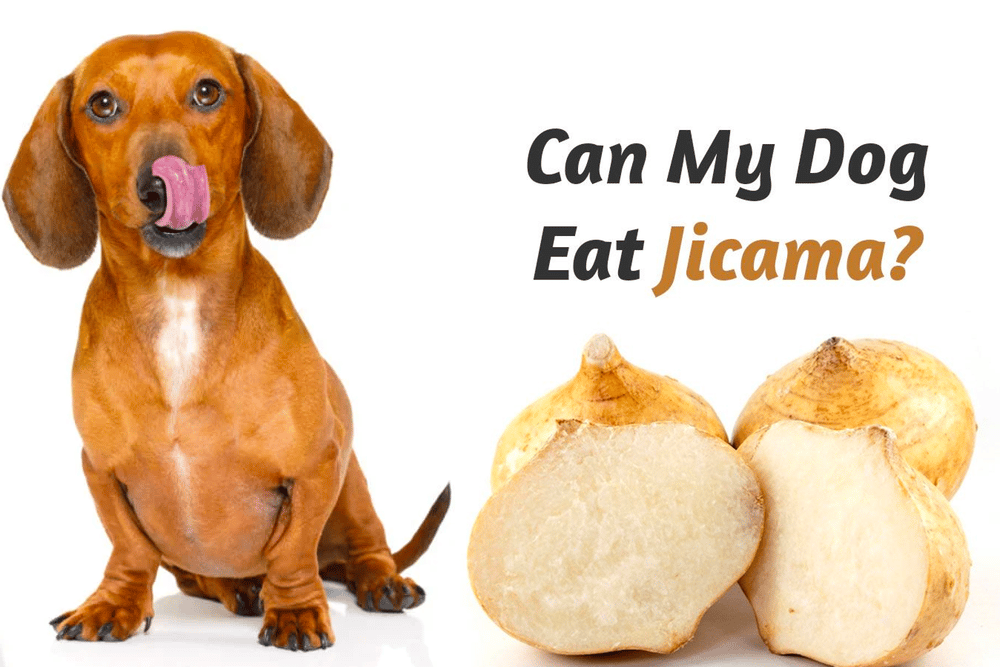 Can Dogs Eat Jicama