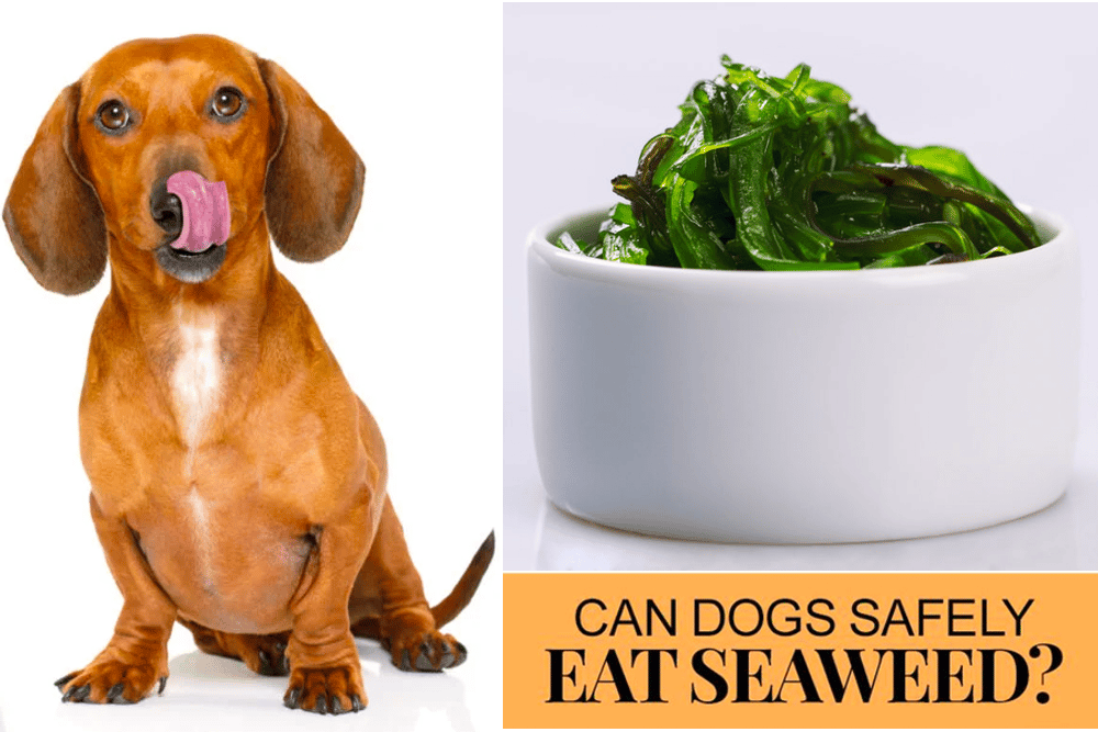 Can Dogs Eat Seaweed