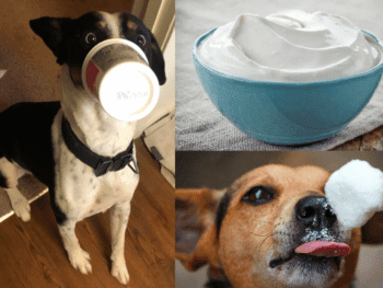 Can Dogs Eat Sour Cream