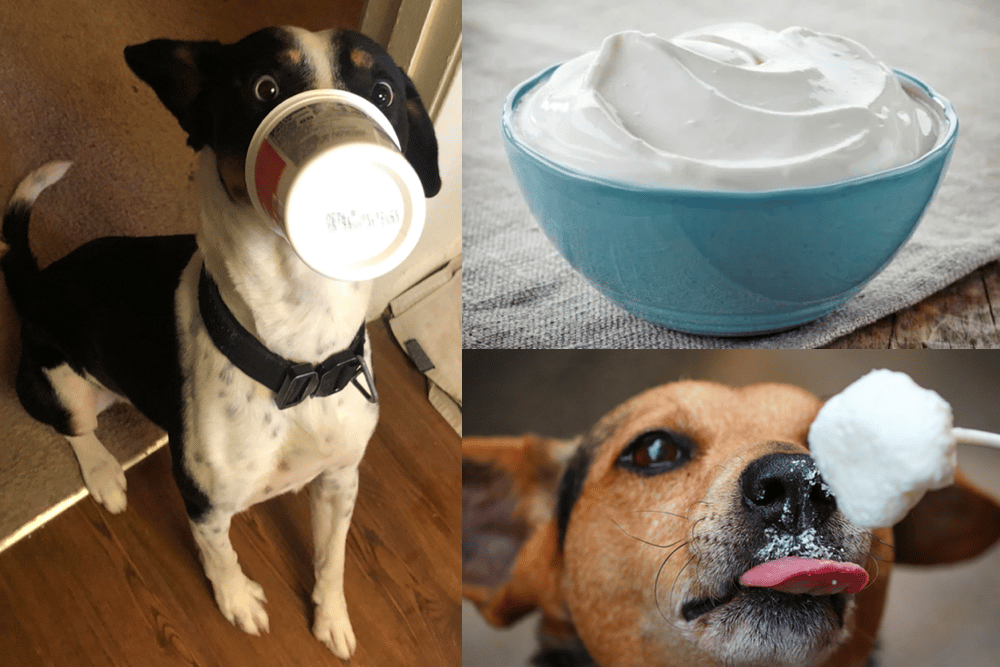 Can Dogs Eat Sour Cream
