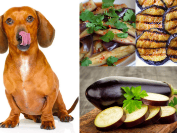 Can dogs eat Eggplant?