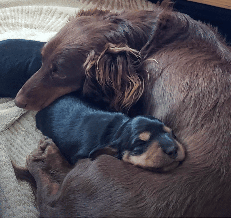 Colorado Dachshunds