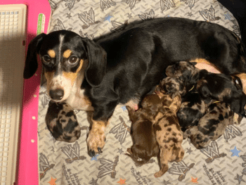 DTD Puppies - Dachshund Breeder in Massachusetts
