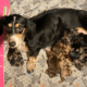 DTD Puppies - Dachshund Breeder in Massachusetts