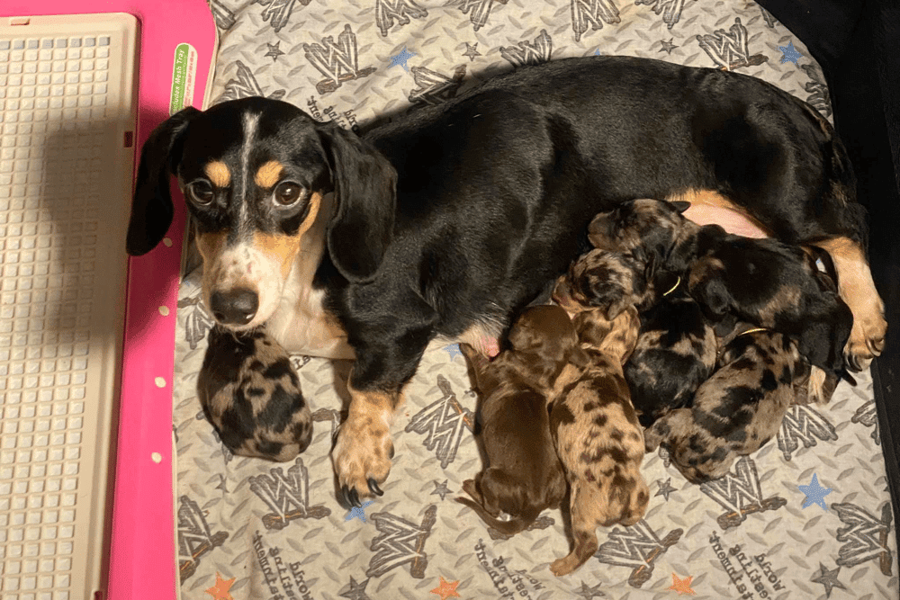 DTD Puppies - Dachshund Breeder in Massachusetts