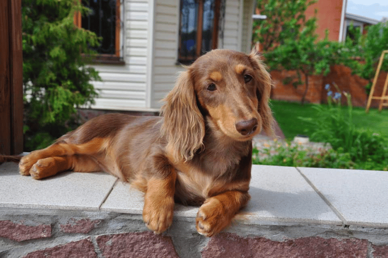 Dach Dachshunds