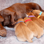 Dachshund Breeders in Colorado