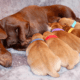 Dachshund Breeders in Colorado