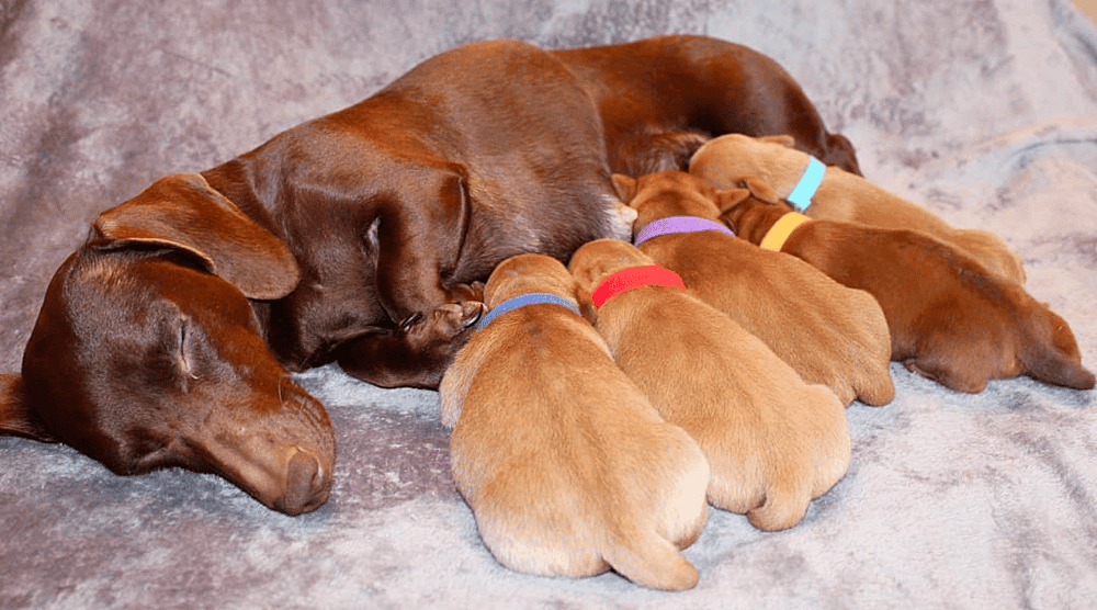 Dachshund Breeders in Colorado