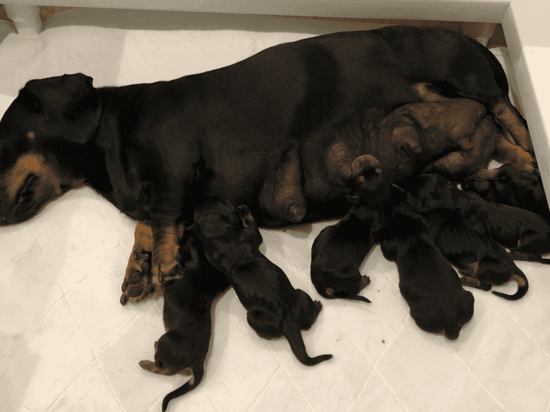 Dachshund Hunt Breeder in Indiana