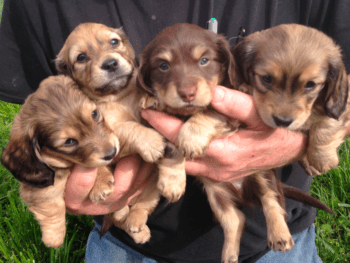 Dachshund Puppies in Maryland