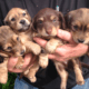 Dachshund Puppies in Maryland