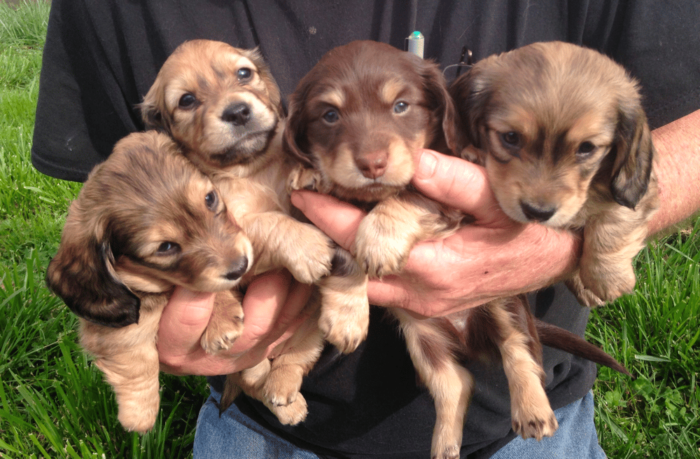 Dachshund Puppies in Maryland