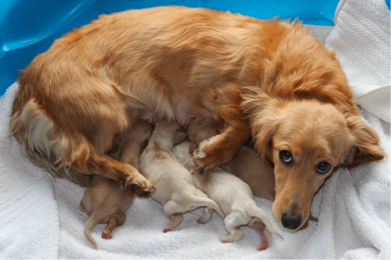 Top 11 Best Dachshund Breeders In Oregon (OR)