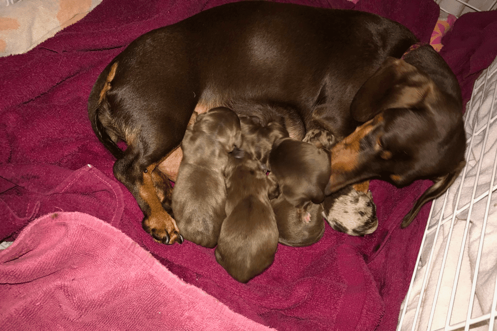 Desjardins Miniature Dachshunds