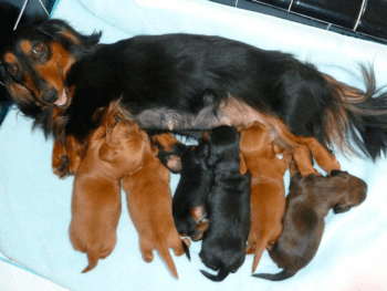 Dikerdachs Kennel in New York