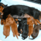 Dikerdachs Kennel in New York