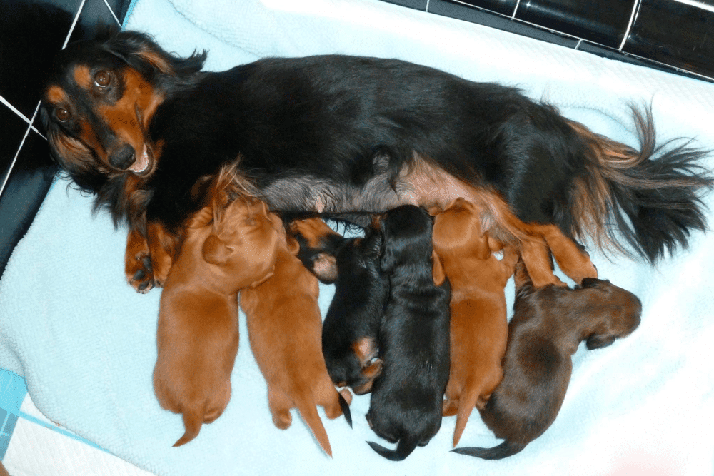 Dikerdachs Kennel in New York