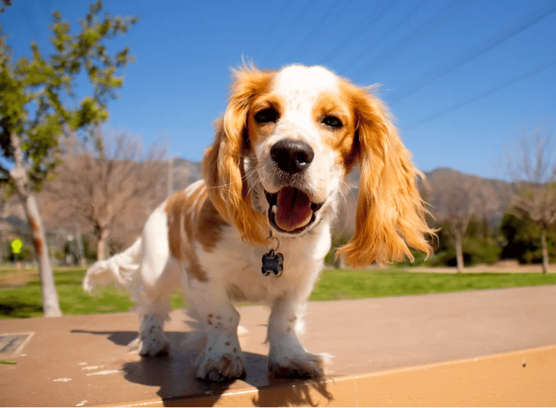 Docker Puppies