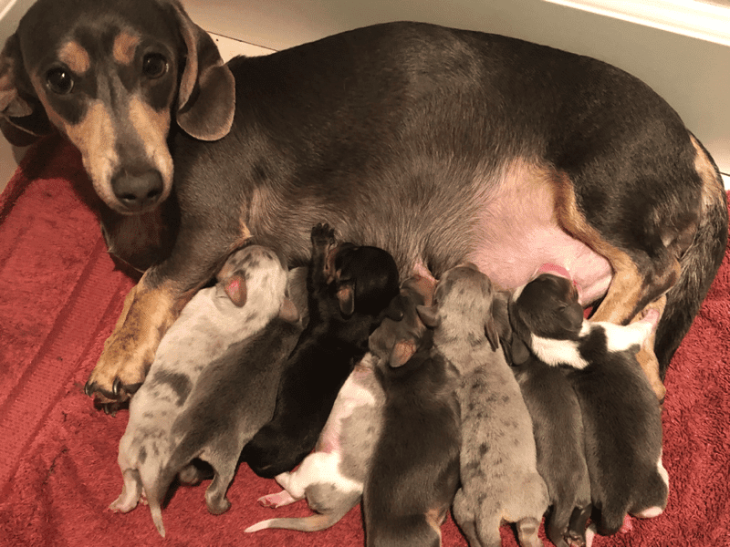 DoxiDandi: Dachshund Breeder in Oregon