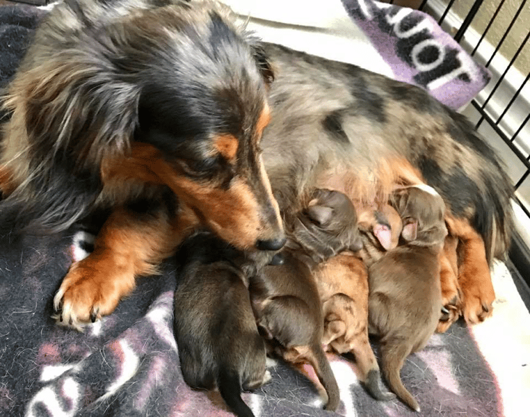 Evergreendox Dachshunds in WA