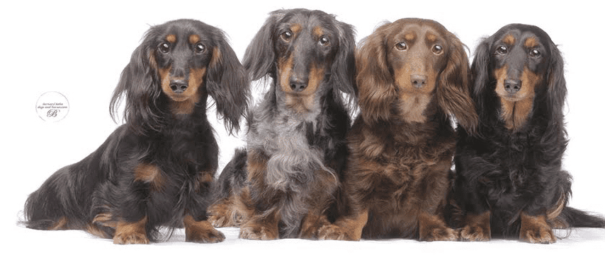 Harlequin Dachshunds