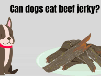 Is Beef Jerky Dangerous for Dogs