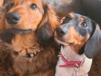 Jersey’s Blue Moon Doxies